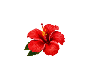 Hibiscus